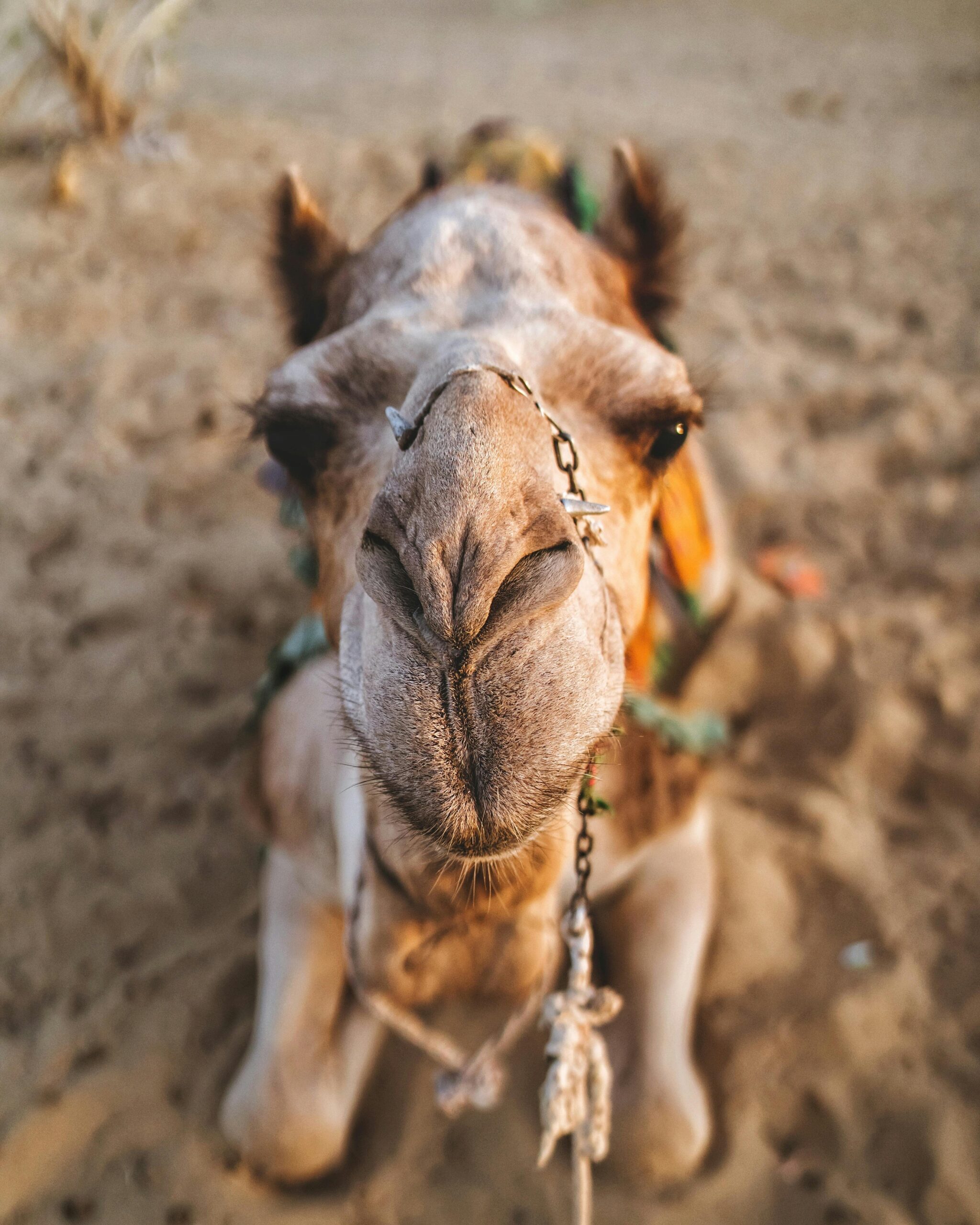 A focused close-up shot of a dromedary camel lying on the desert sand, featuring its unique features.